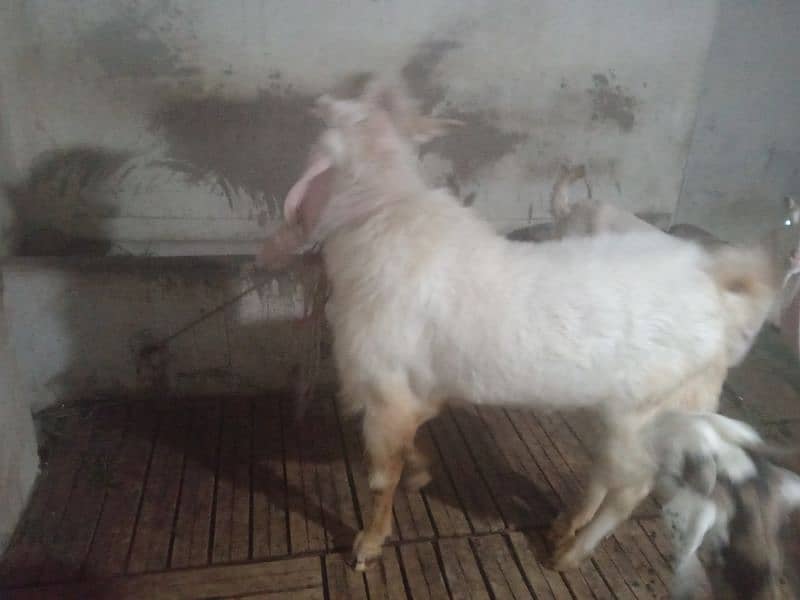 8 dant bakra 45 inch hight number 03132313339 7