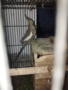 cocktail female breeder egg laying