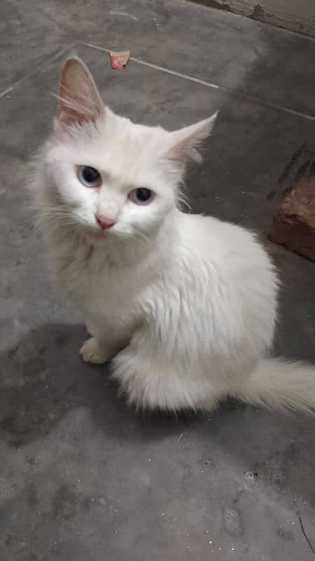 percian cat 0