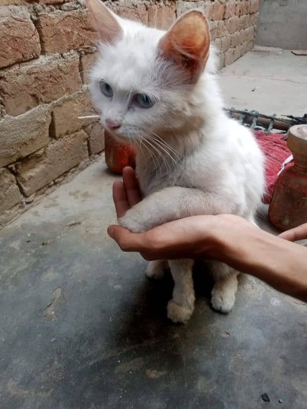 percian cat 4