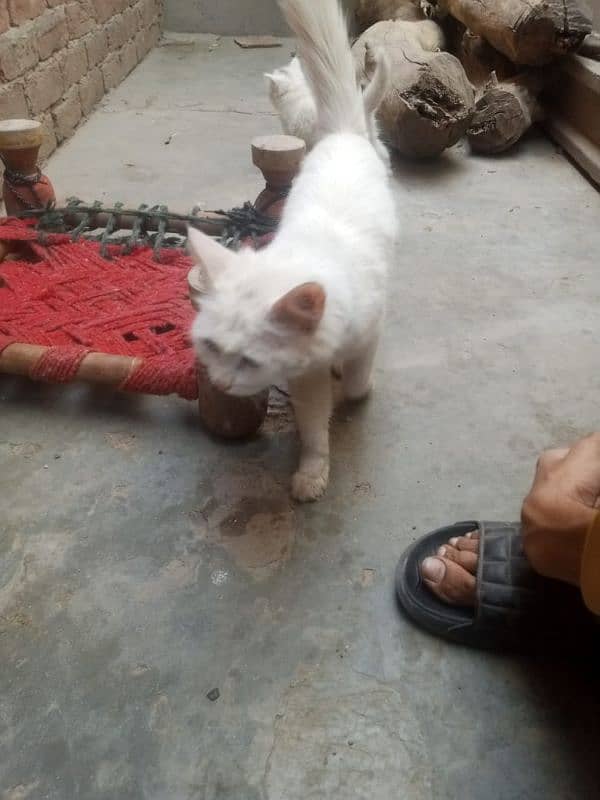 percian cat 5