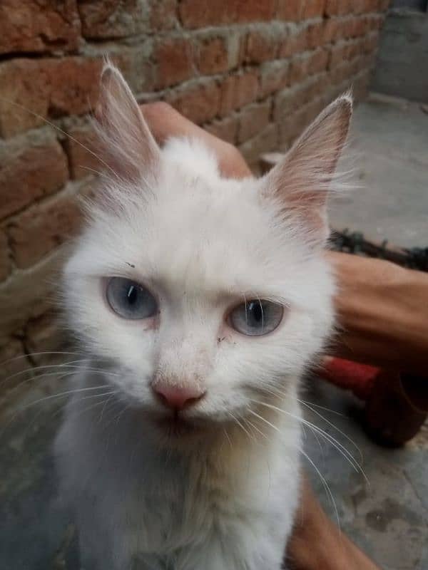percian cat 7