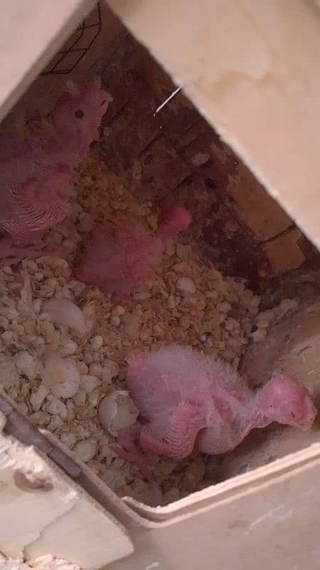 White Cockatiel Chicks 0