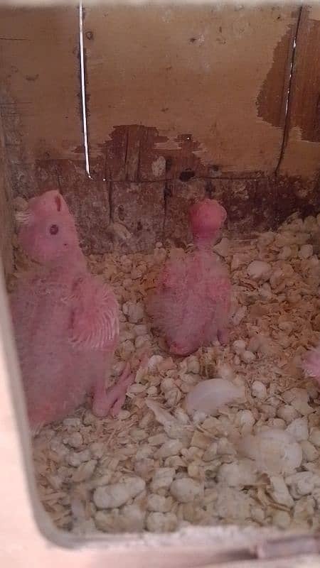 White Cockatiel Chicks 1