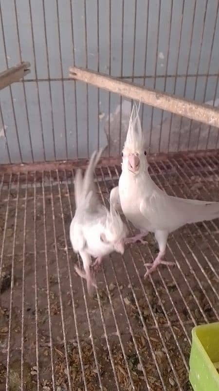 White Cockatiel Chicks 5