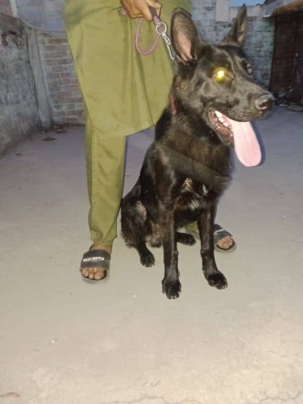 Black German Shepherd 0