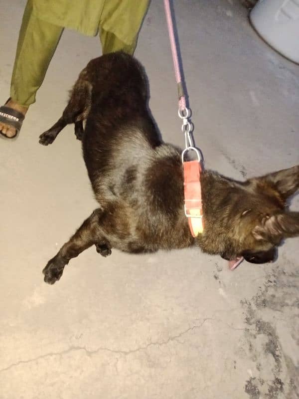 Black German Shepherd 1