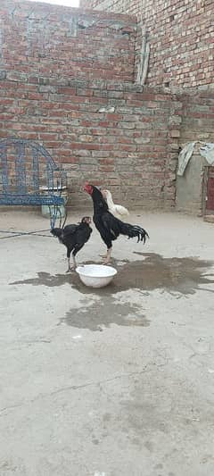 Lasani pair