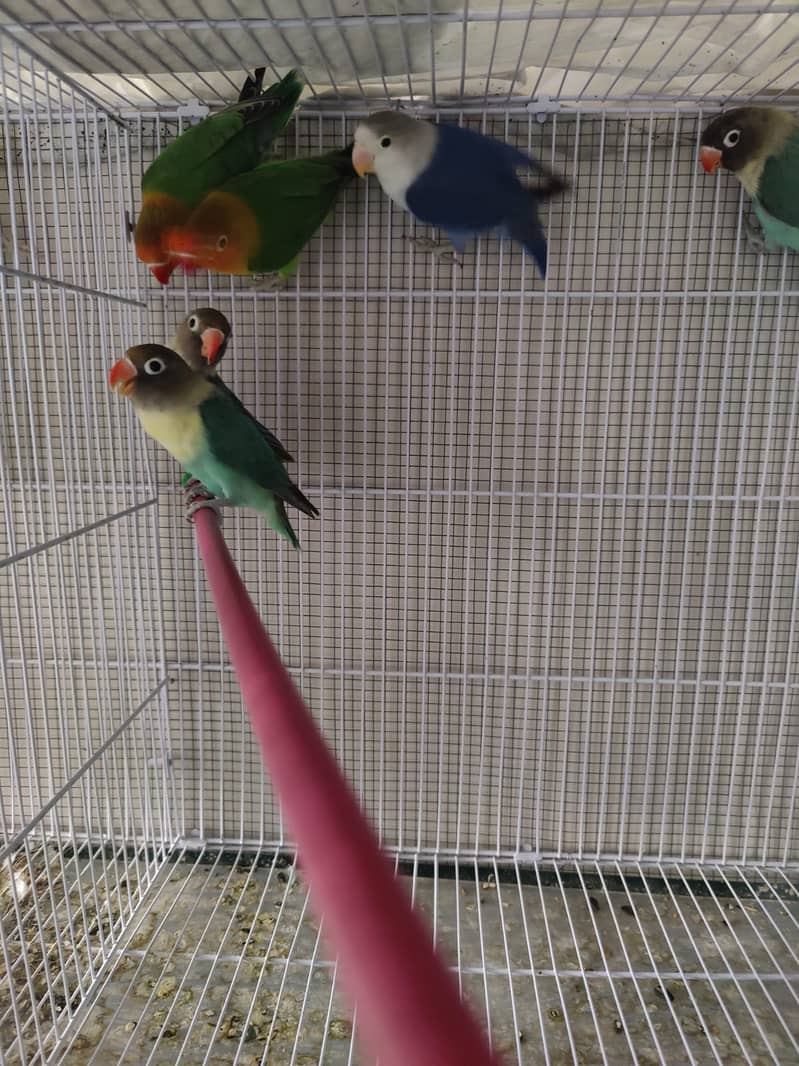 Parblue Split ino, Green split b1b2//PF, Green Opaline//ino 6