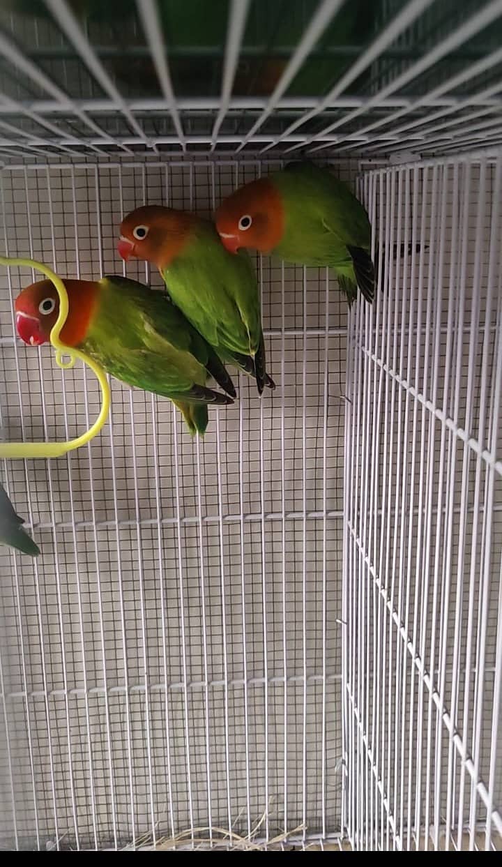 Parblue Split ino, Green split b1b2//PF, Green Opaline//ino 2