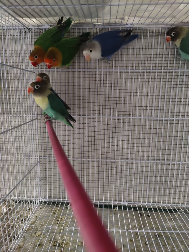 Parblue Split ino, Green split b1b2//PF, Green Opaline//ino 0