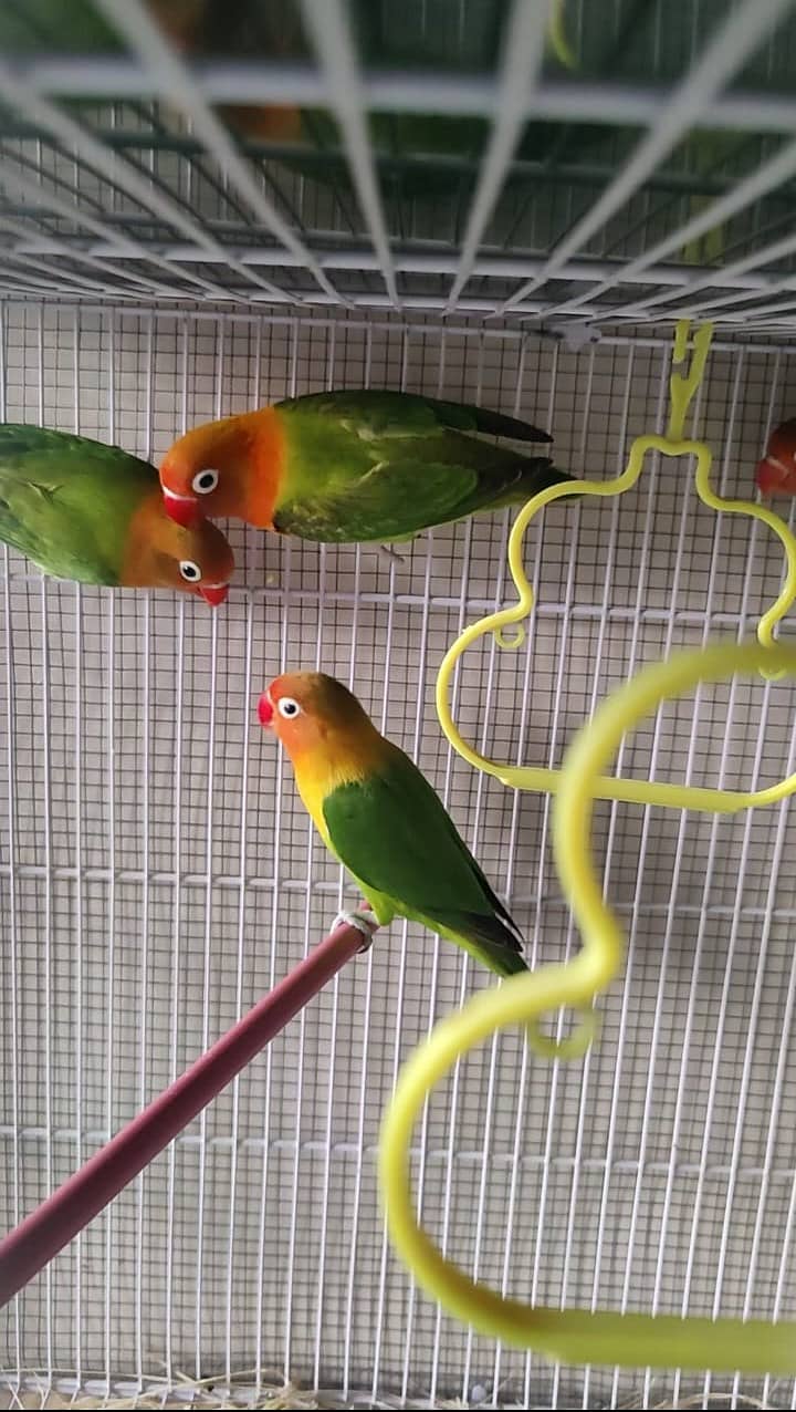 Parblue Split ino, Green split b1b2//PF, Green Opaline//ino 3