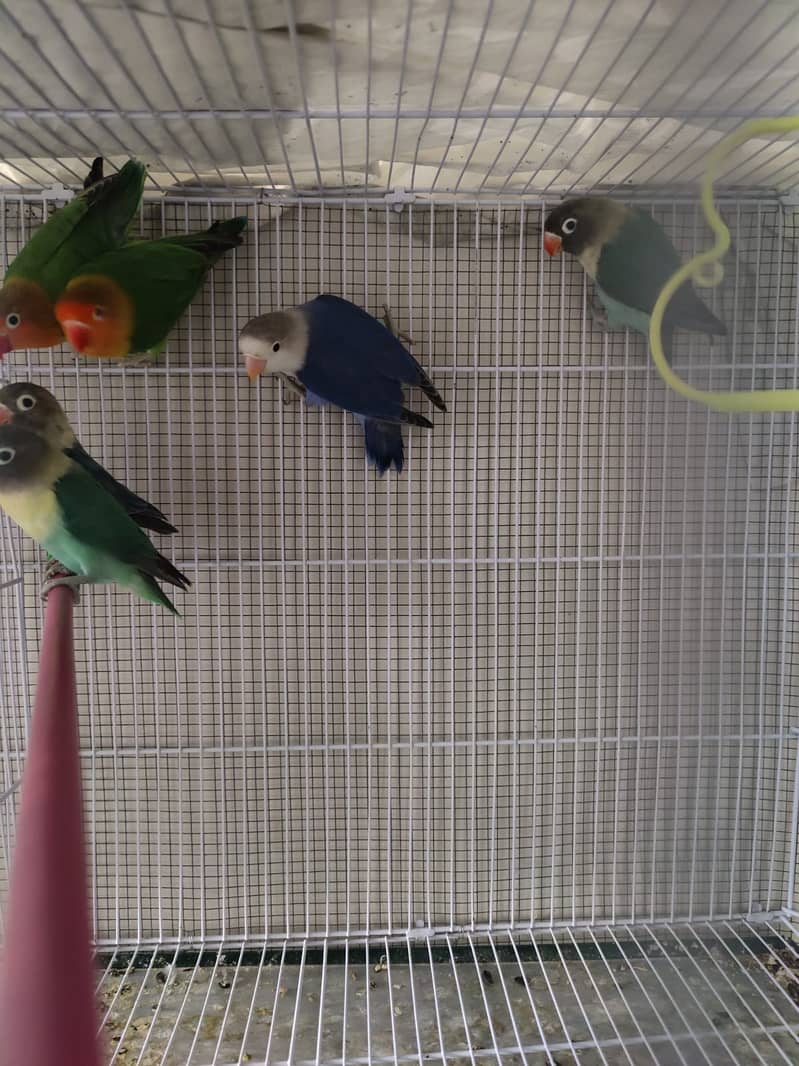 Parblue Split ino, Green split b1b2//PF, Green Opaline//ino 4