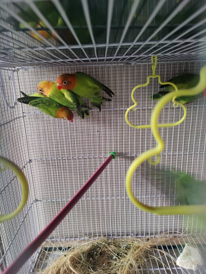 Parblue Split ino, Green split b1b2//PF, Green Opaline//ino 5