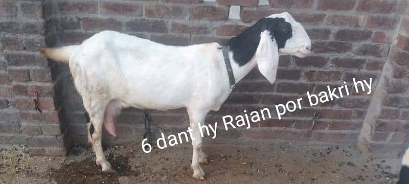 Rajan por bakri & bakra 0
