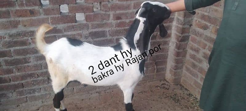 Rajan por bakri & bakra 1