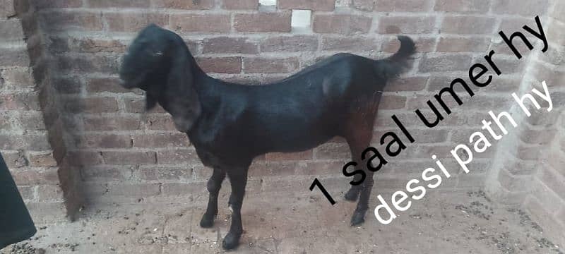 Rajan por bakri & bakra 2