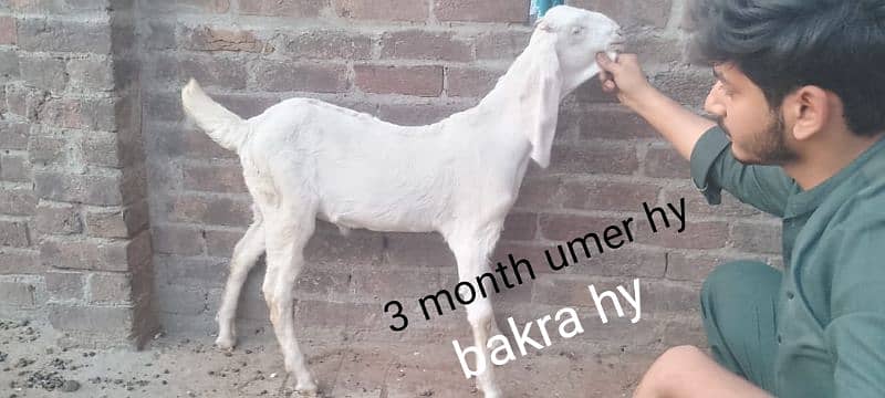 Rajan por bakri & bakra 3