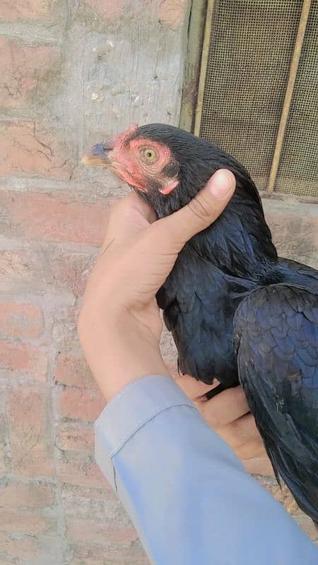 Pure aseel pair 1