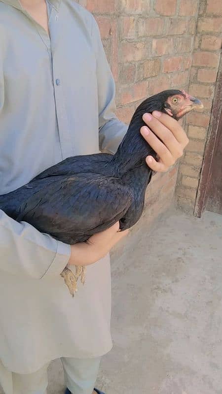 Pure aseel pair 2