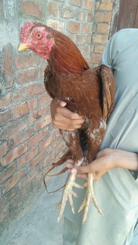 Pure aseel pair 3