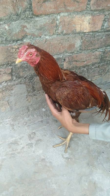 Pure aseel pair 5