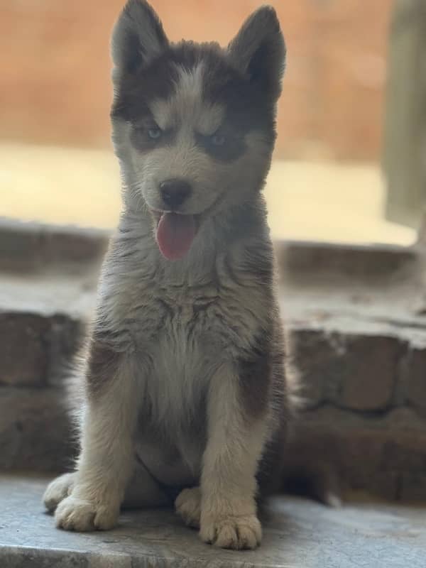 SIBERIAN HUSKY PAIR FOR SALE 0