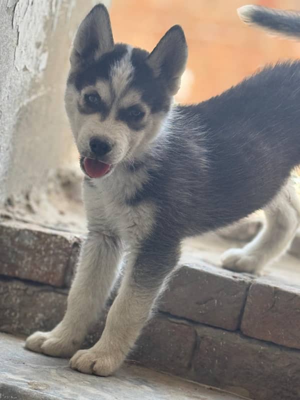 SIBERIAN HUSKY PAIR FOR SALE 1