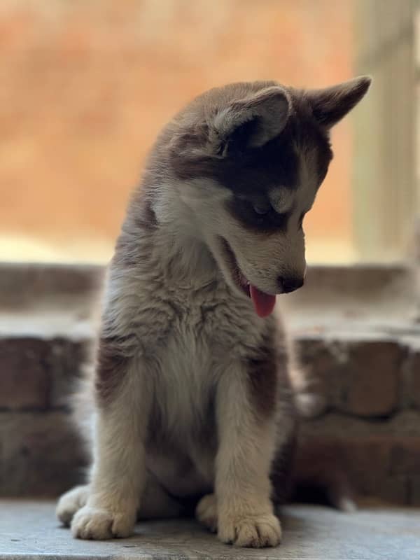 SIBERIAN HUSKY PAIR FOR SALE 3