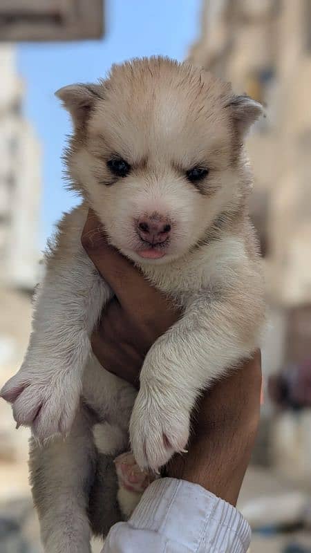 Siberian Female Husky Double Coat For Sale 0