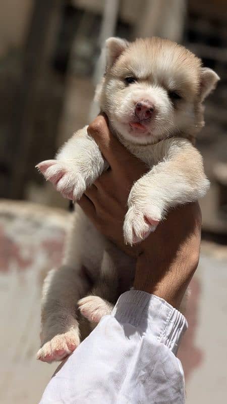 Siberian Female Husky Double Coat For Sale 1