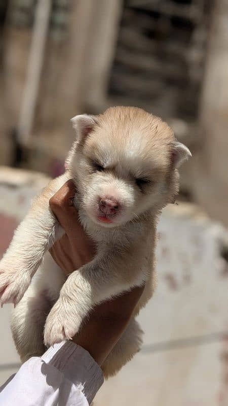 Siberian Female Husky Double Coat For Sale 2