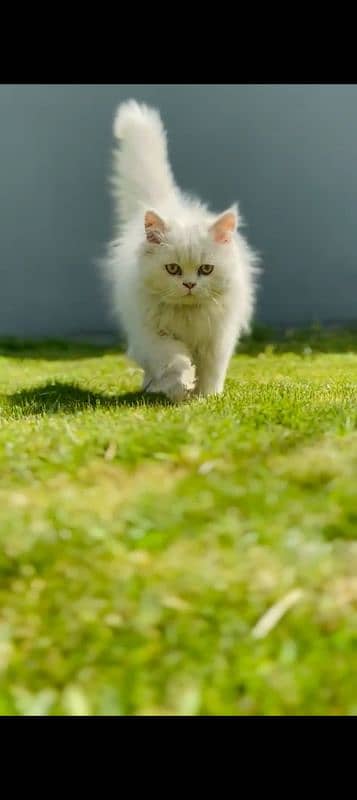 2months male for sell triple coat vaccination done 0