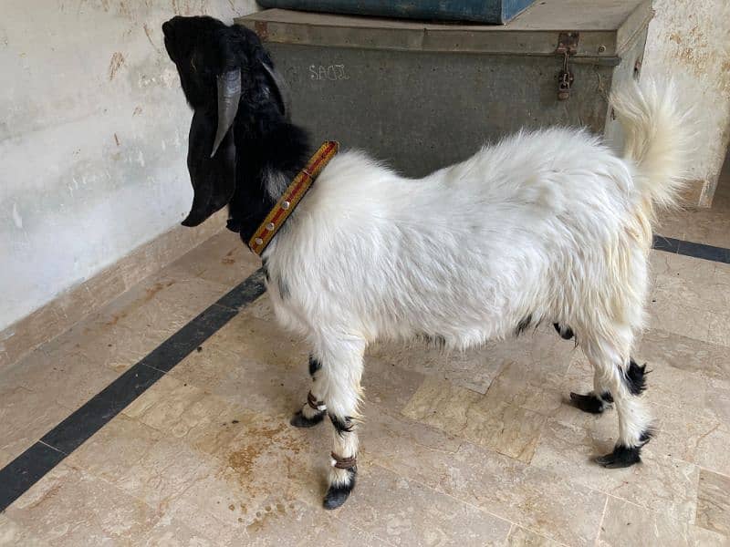 2 dant Bakra for qurbani 2025 full active an healthy 0
