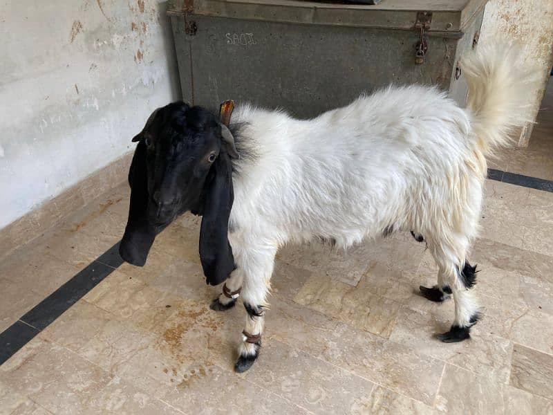 2 dant Bakra for qurbani 2025 full active an healthy 1