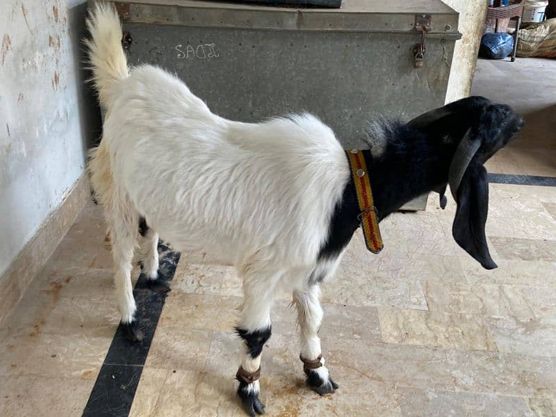 2 dant Bakra for qurbani 2025 full active an healthy 3