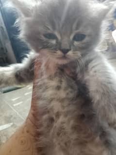 for