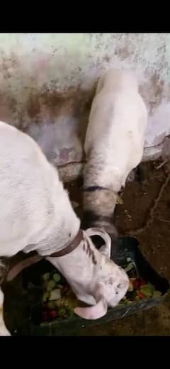 domba
