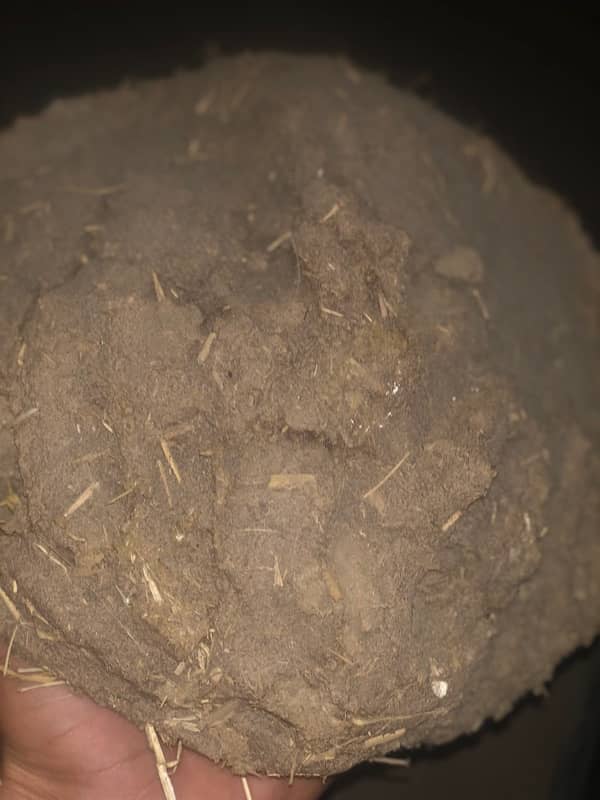 Orgnial pathii Made bay Punjab -10/10 0