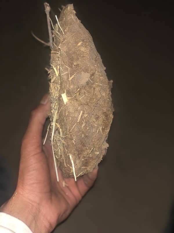 Orgnial pathii Made bay Punjab -10/10 2