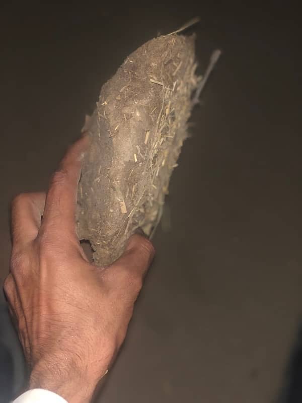 Orgnial pathii Made bay Punjab -10/10 3