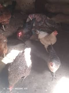 eags layer