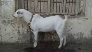 Bakra sheep goat