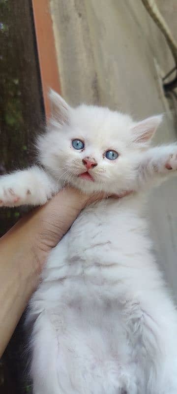 Persian Cat / Kitten / Tripple Coated  / Cat For Sale 0