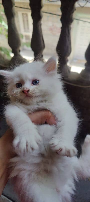 Persian Cat / Kitten / Tripple Coated  / Cat For Sale 1
