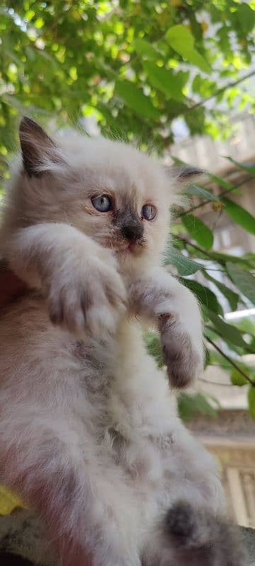 Persian Cat / Kitten / Tripple Coated  / Cat For Sale 2