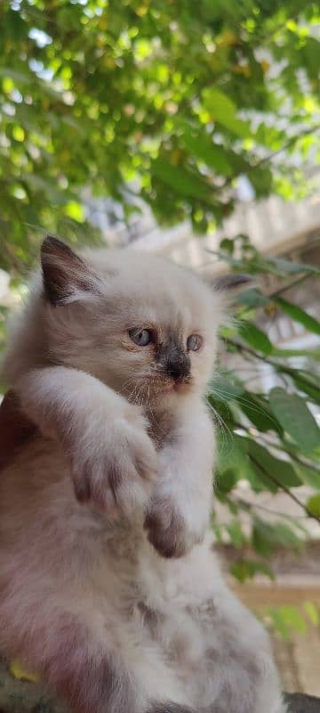 Persian Cat / Kitten / Tripple Coated  / Cat For Sale 3