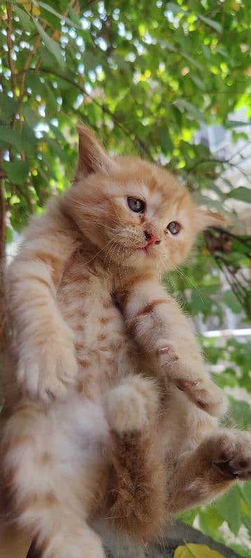Persian Cat / Kitten / Tripple Coated  / Cat For Sale 4