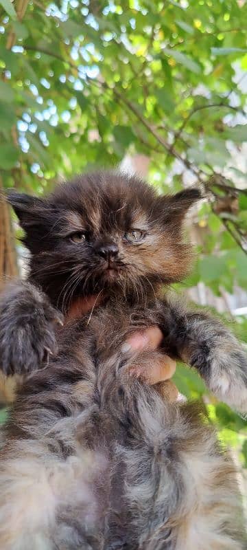 Persian Cat / Kitten / Tripple Coated  / Cat For Sale 5