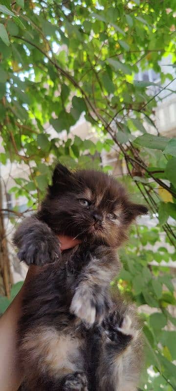 Persian Cat / Kitten / Tripple Coated  / Cat For Sale 6